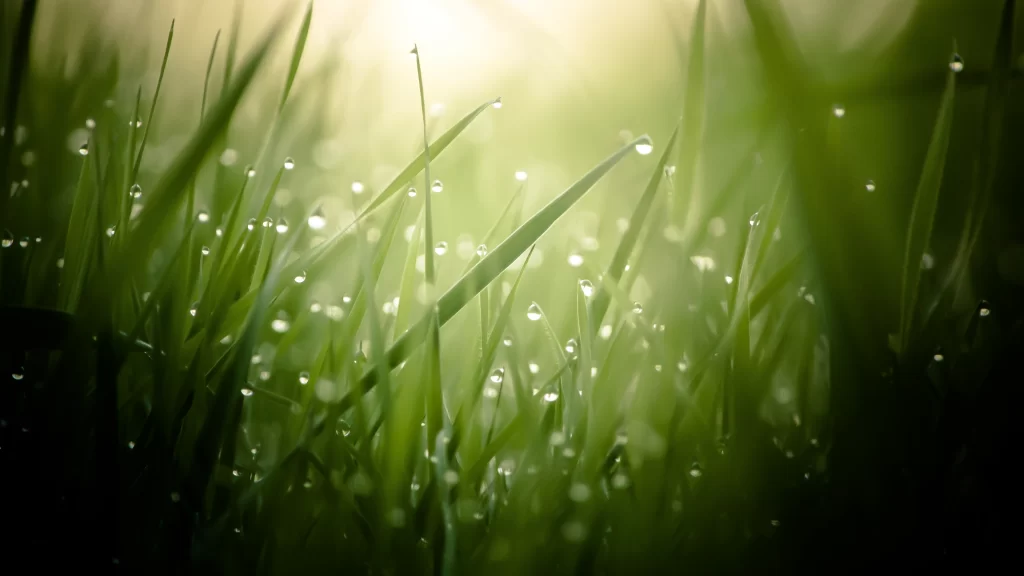 Grass dew sunlight nature morning freshness green tranquility