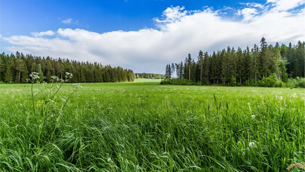 Grass field trees sky clouds nature