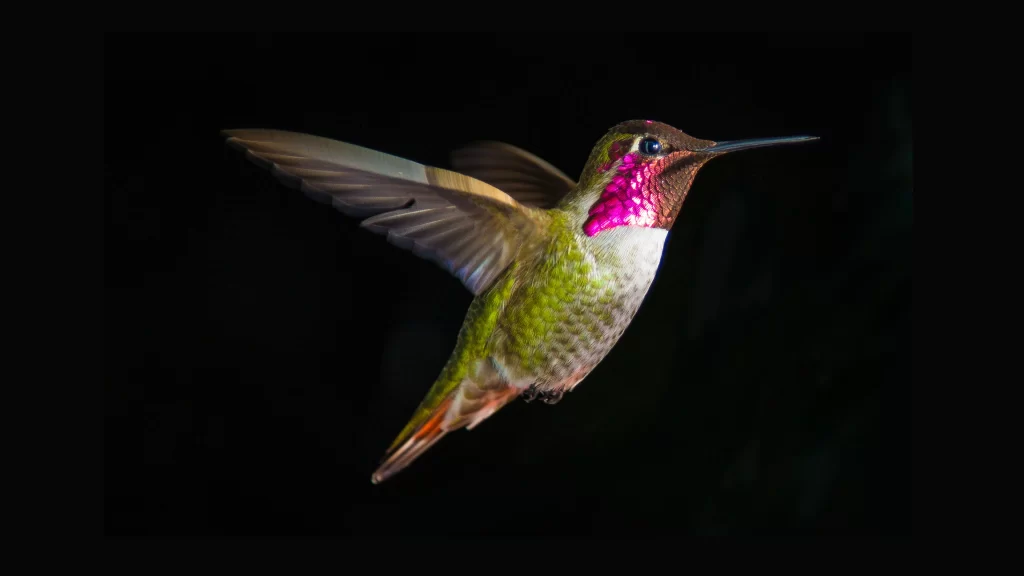 Hummingbird flight feathers iridescent green pink