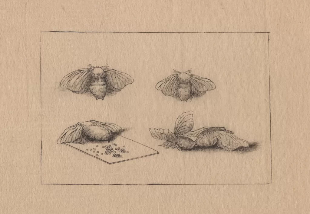 Insects Wings Detailed Vintage Scientific Illustration
