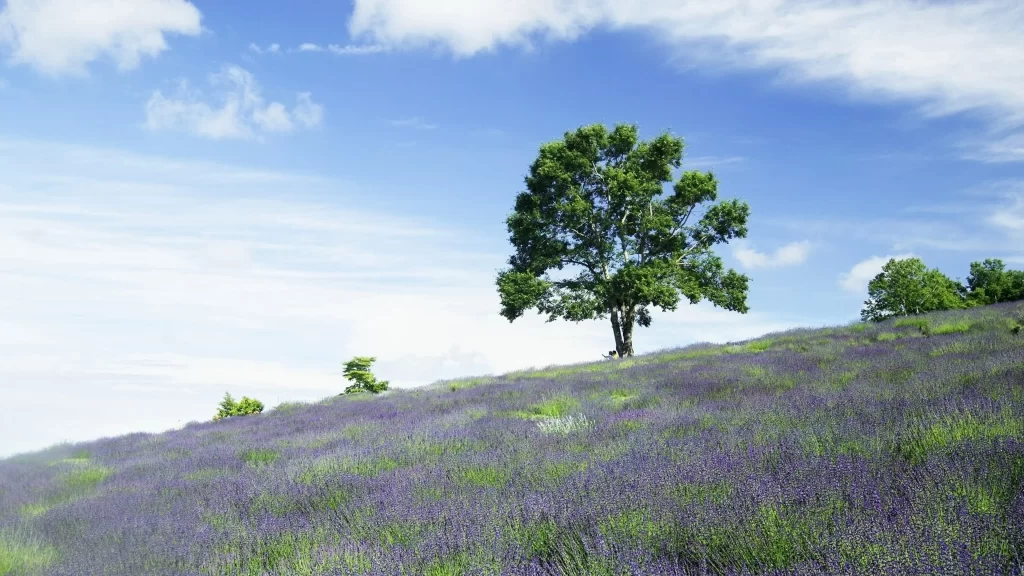 Lavender tree sky clouds field landscape