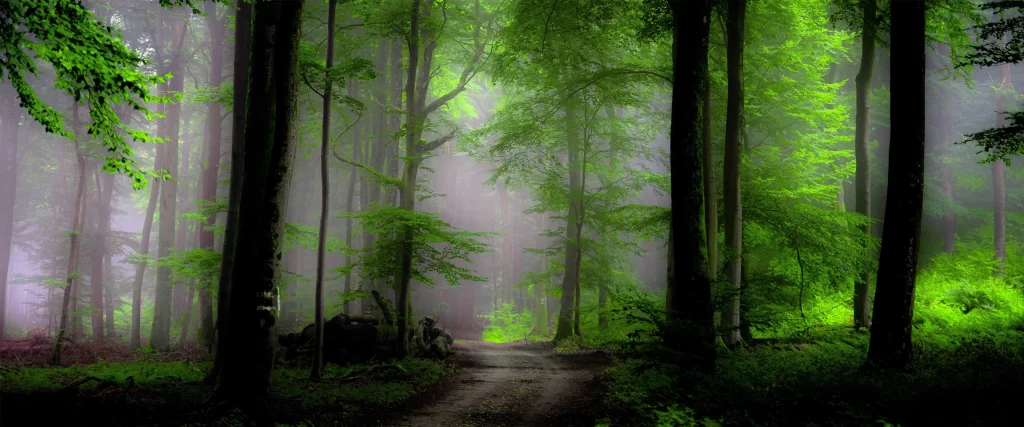 Misty forest, green foliage, tranquil, path, sunlight, serene