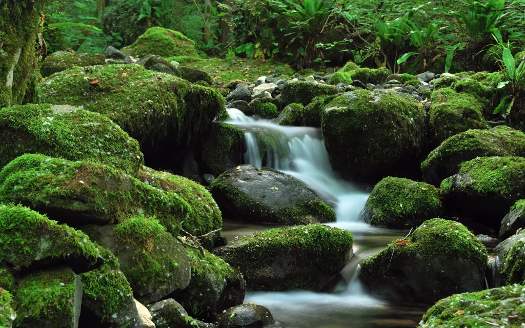 Mossy Rocks Stream Waterfall Greenery Nature