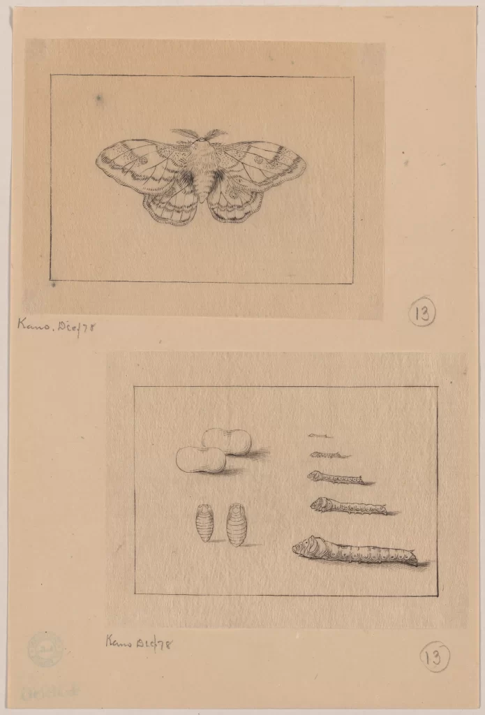 Moth Lifecycle Stages Drawing Scientific Illustration