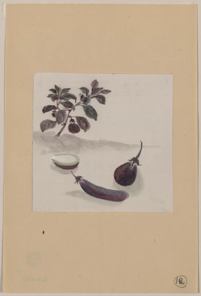 Plant Leaves Fruit Still Life Art