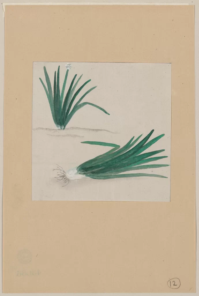 Plant Leaves Green Art Illustration