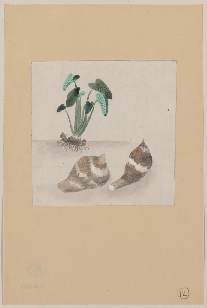 Plant Leaves Roots Shells Brown Green