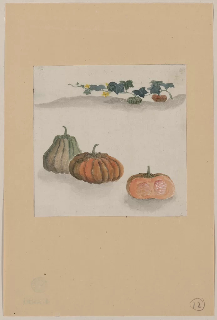 Pumpkins Botanical Illustration Vintage Leaves Flowers Art
