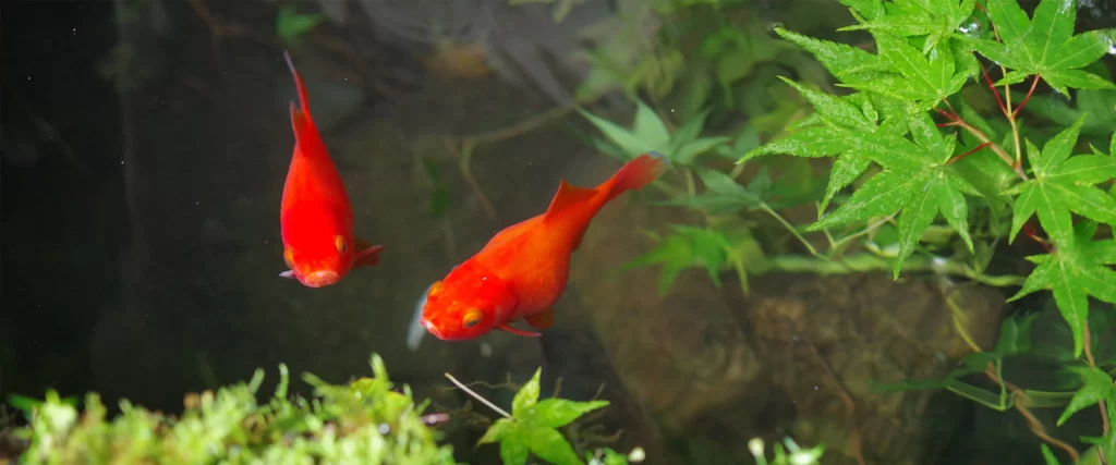 Red fish, green plants, pond, water, nature, vibrant