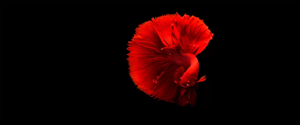 Red fish, vibrant, fins, black background, solitary, aquatic