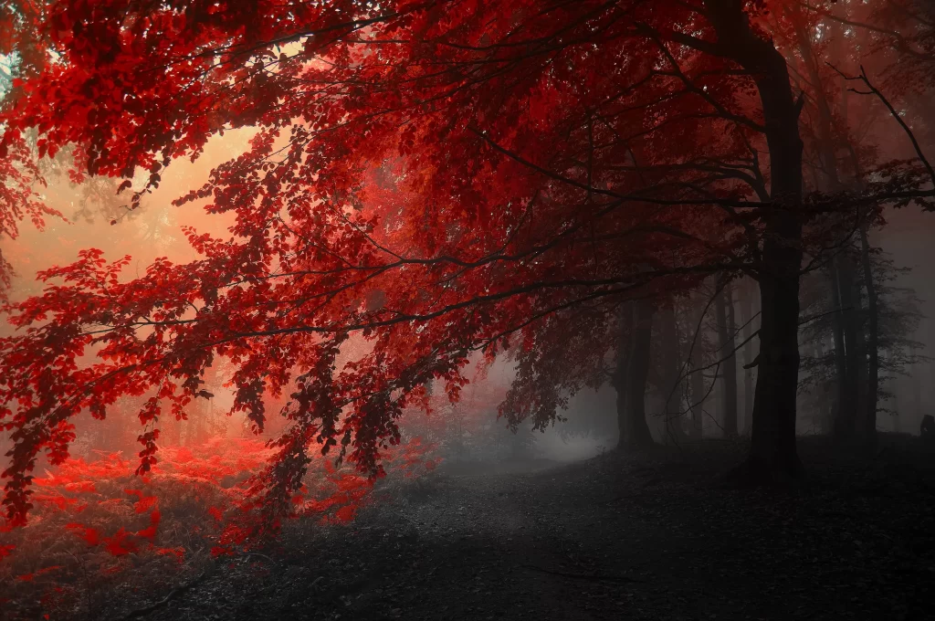 Red leaves autumn forest mist sunlight tranquil nature serene