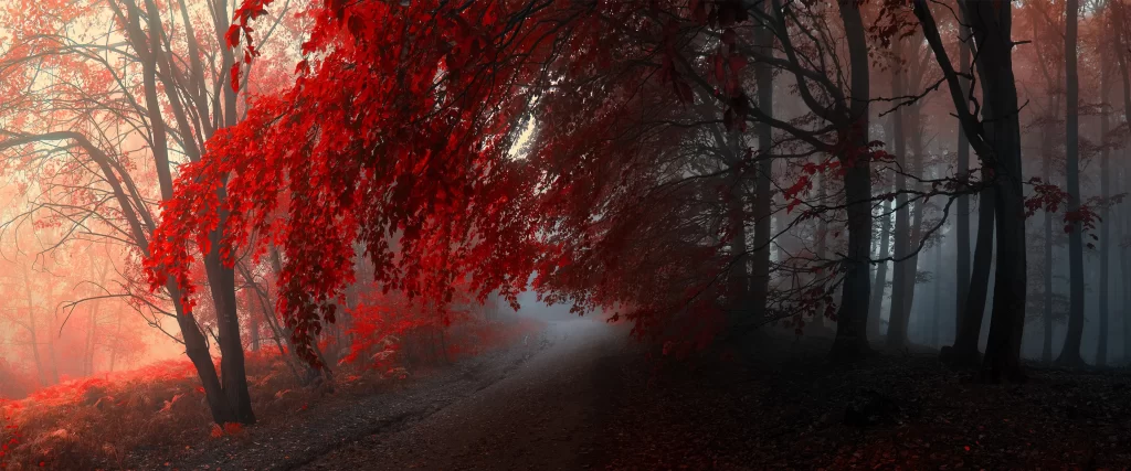 Red leaves, misty forest, autumn, serene, surreal, tranquil