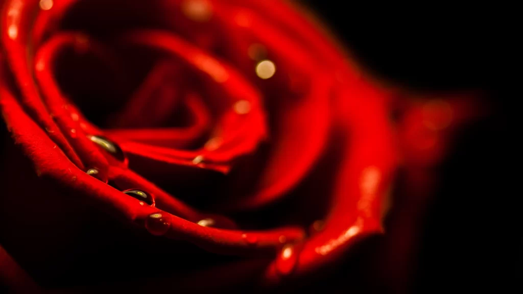 Red rose water droplets closeup vibrant petals reflection dark background romanc