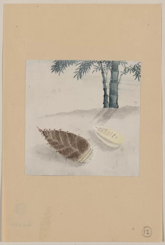 Seashells Bamboo Nature Art Traditional Serene