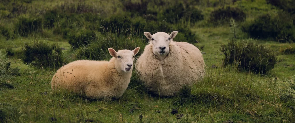 Sheep, grass, field, fluffy, peaceful, rural