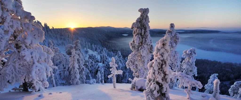 Snow-covered trees, sunrise, winter landscape, tranquil, frosty