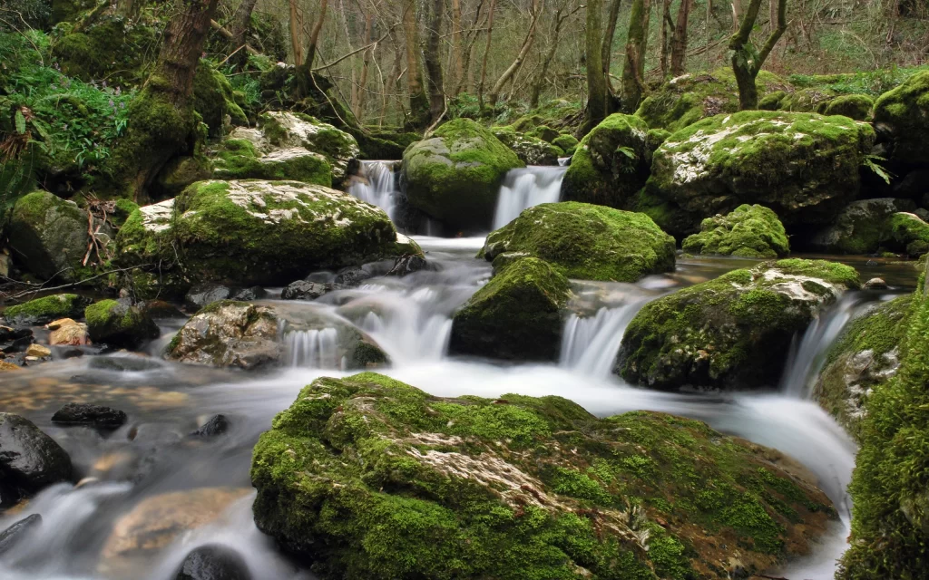 Stream Mossy Rocks Forest Waterfall Nature