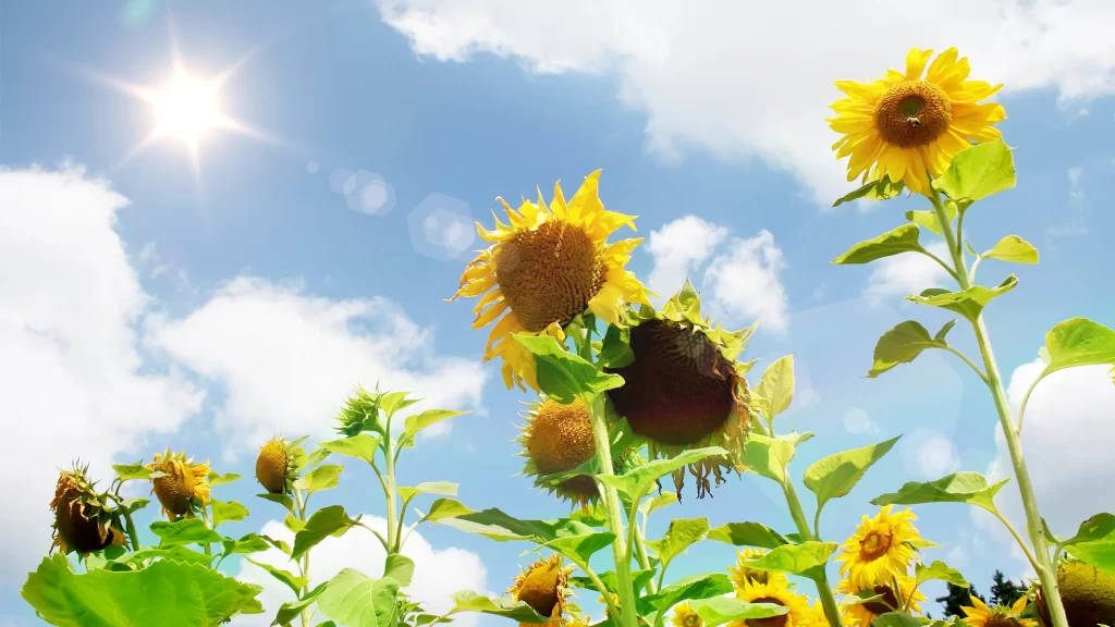 Sunflowers, bright, sky, sun, clouds, nature