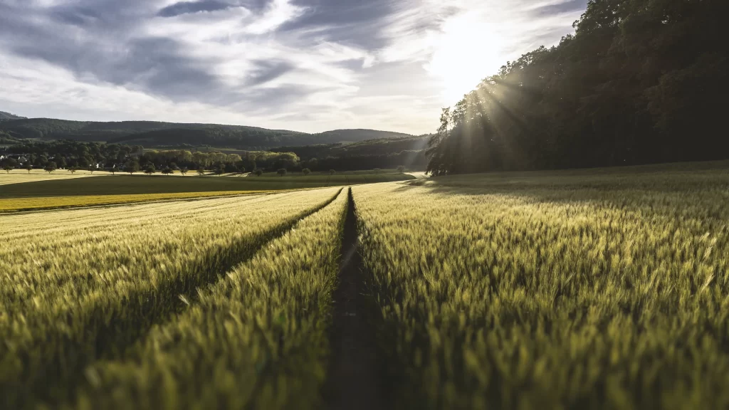 Sunlight field wheat landscape nature tranquility