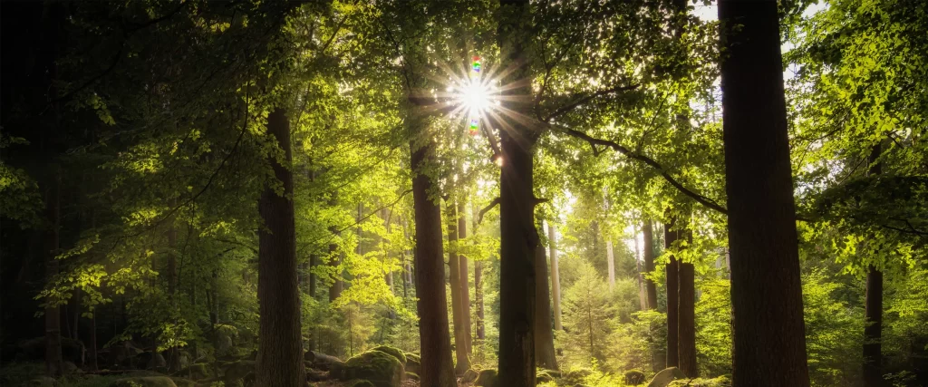 Sunlight, forest, green leaves, tall trees, nature, tranquility