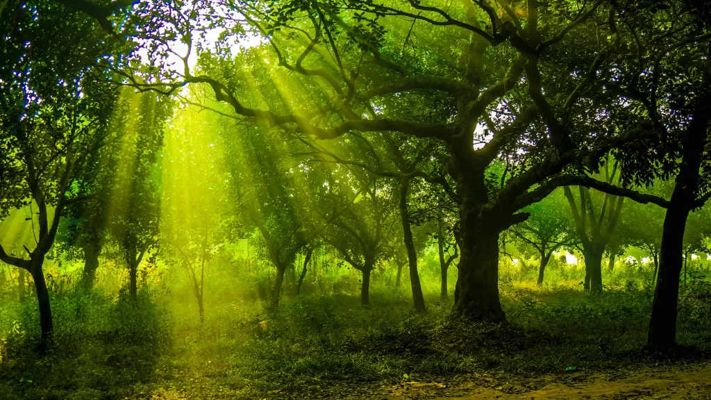 Sunlight, forest, green, trees, tranquility, nature