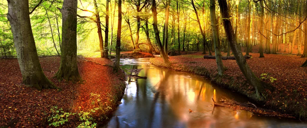 Sunlight, forest, stream, autumn leaves, tranquility, reflection