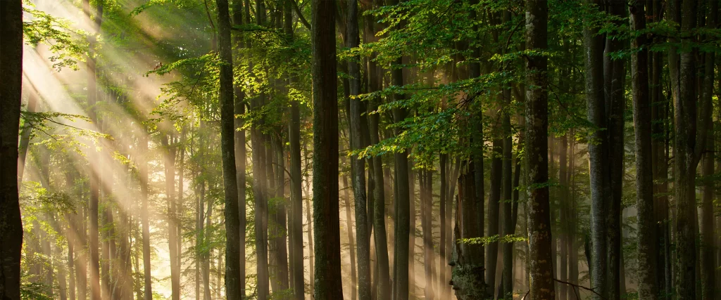 Sunlight, forest, trees, green leaves, mist, tranquility