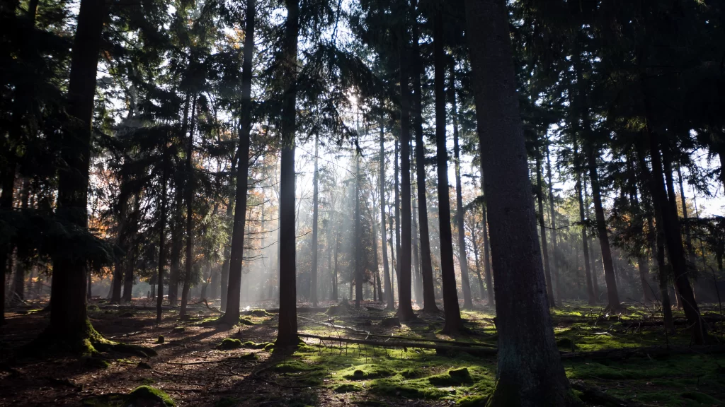 Sunlight, forest, trees, green, moss, tranquility