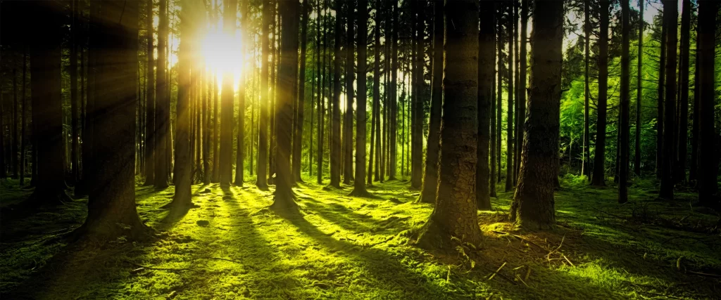 Sunlight, forest, trees, green, nature, tranquility