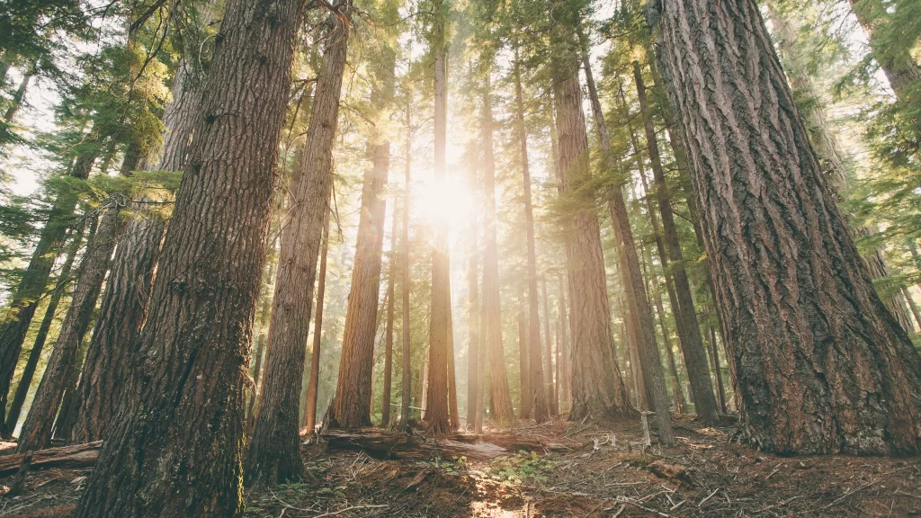Sunlight forest trees green nature tranquility sunlight forest