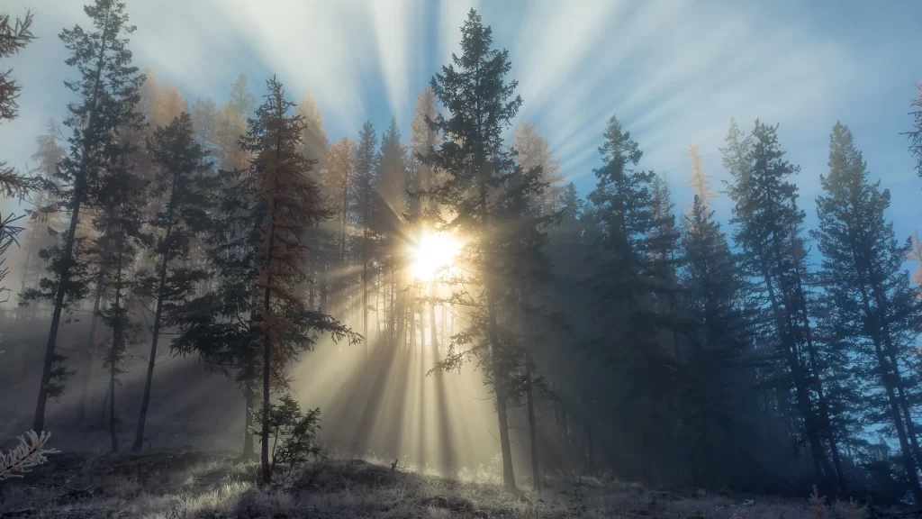 Sunlight forest trees mist morning tranquility