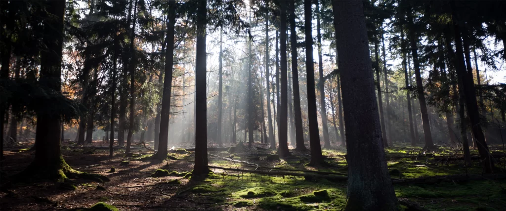 Sunlight, forest, trees, moss, tranquility, nature