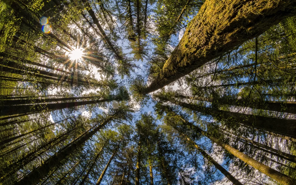 Sunlight trees forest sky nature tranquility