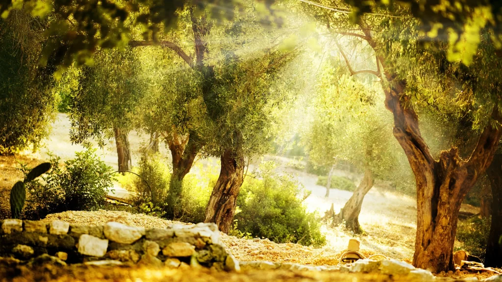 Sunlight, trees, green leaves, forest, tranquility, nature