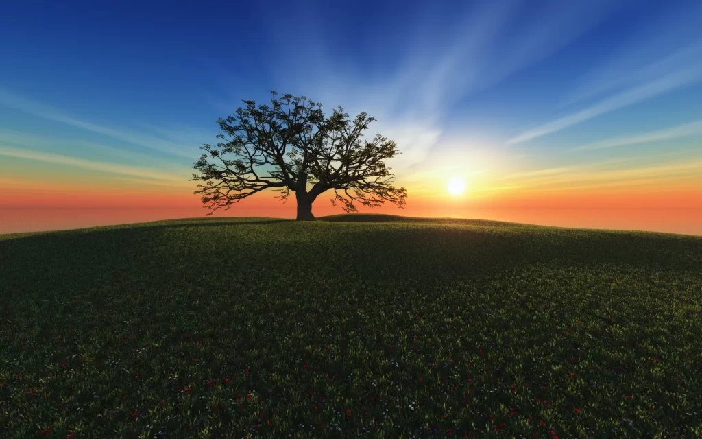 Sunset Tree Hill Grass Sky