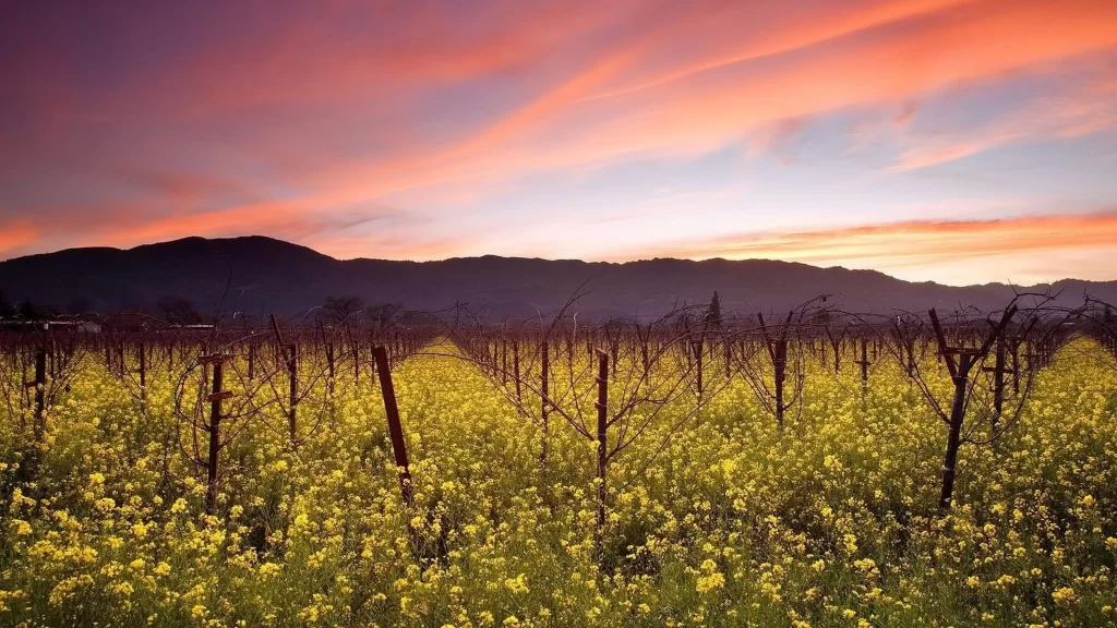 Sunset Vineyard Blossoms Mountains Sky