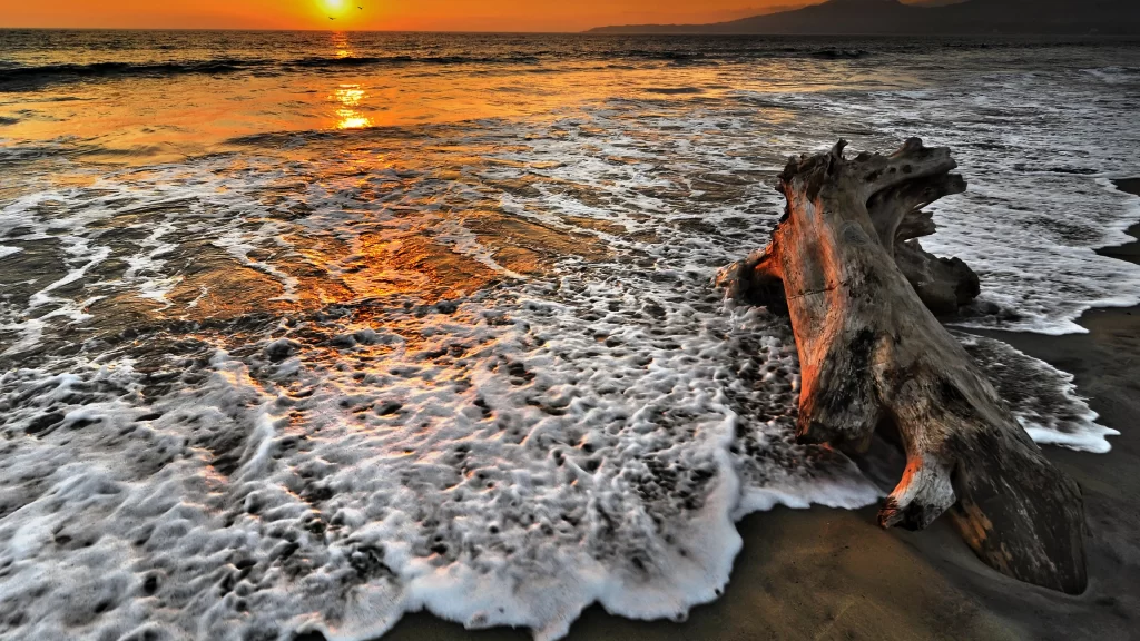 Sunset beach ocean waves driftwood horizon