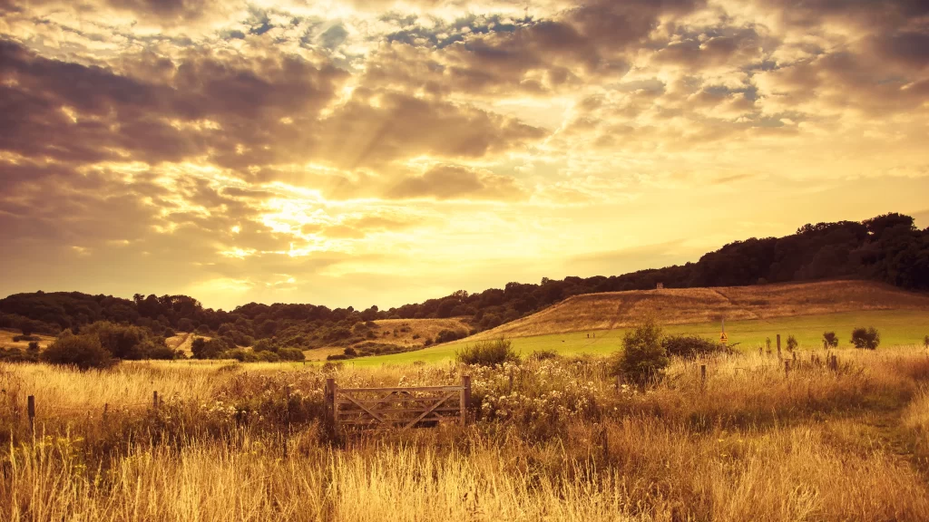 Sunset clouds field grass trees sky