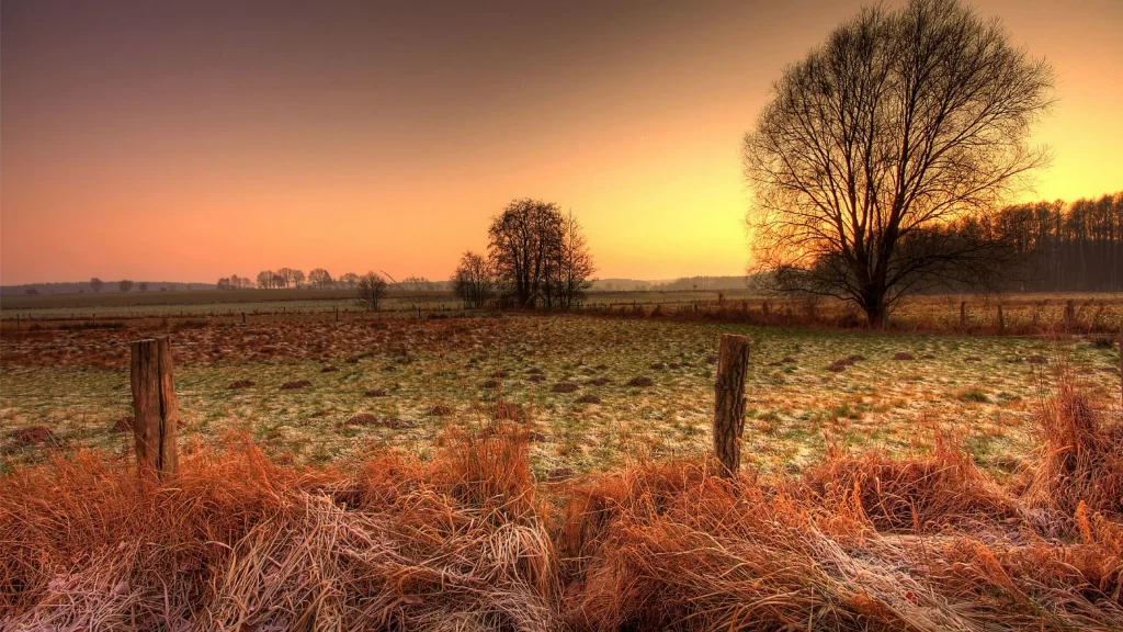 Sunset field trees grass sky fence