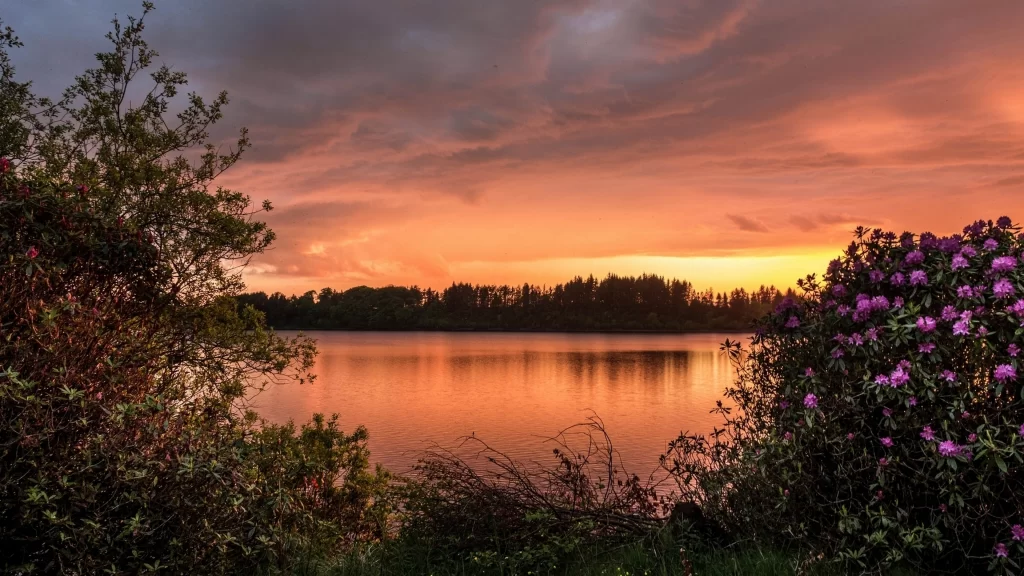 Sunset lake reflection clouds trees flowers