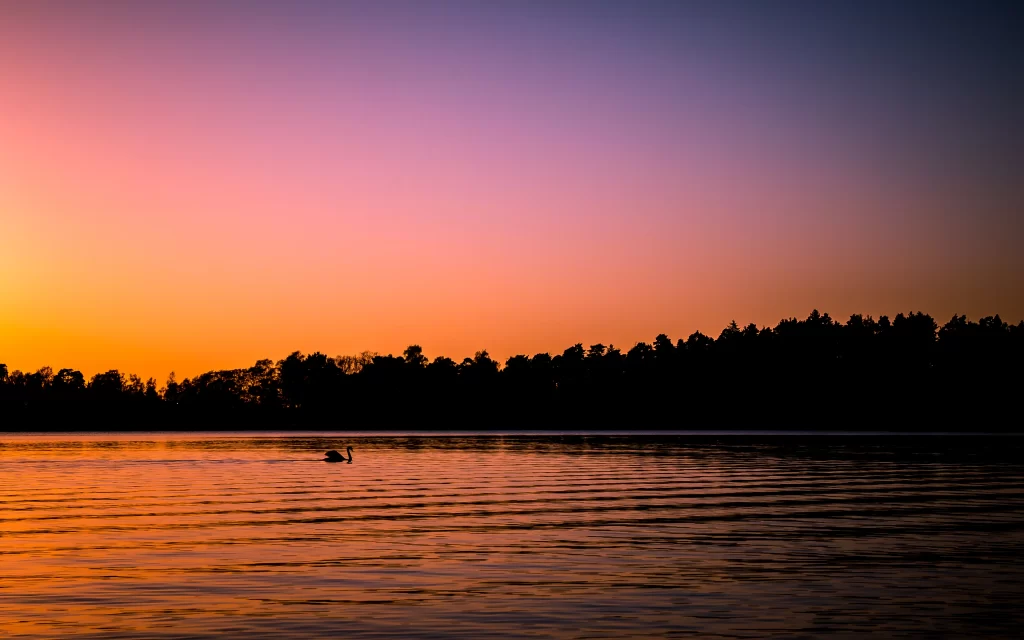Sunset lake swan trees reflection sky