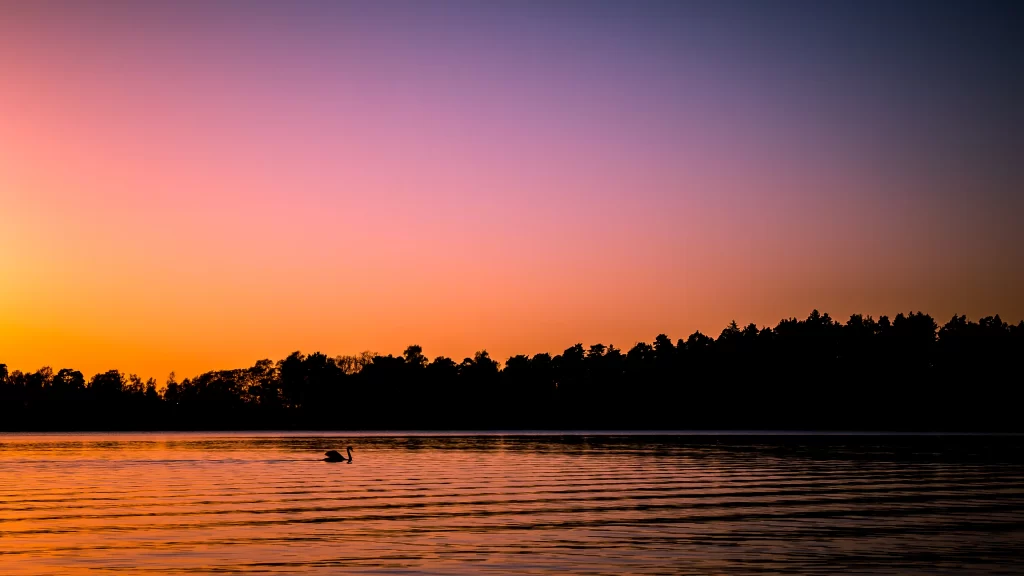 Sunset lake swan trees reflection sky