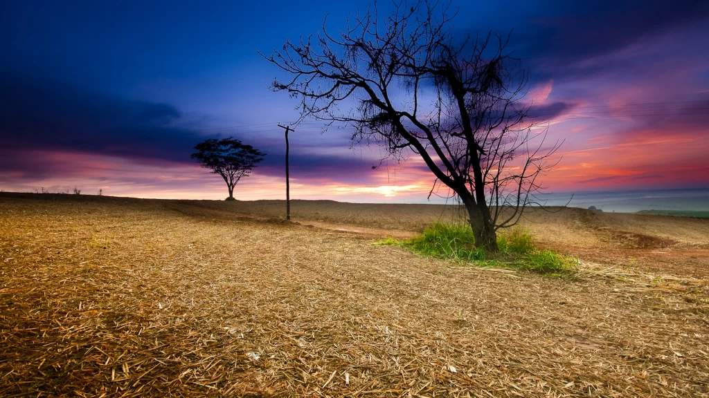 Sunset landscape field tree sky clouds