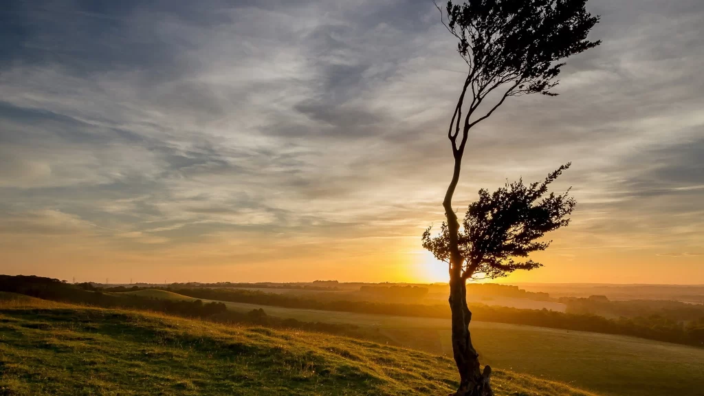 Sunset landscape tree sky clouds grass