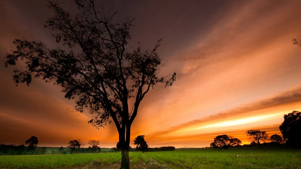 Sunset landscape tree sky clouds grass