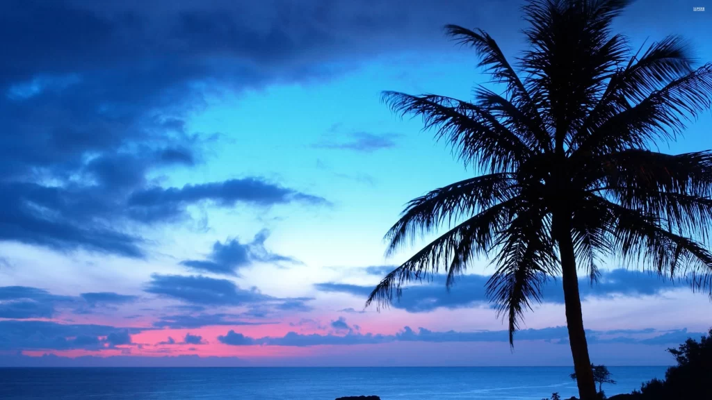 Sunset ocean palm tree sky clouds horizon colors tranquil