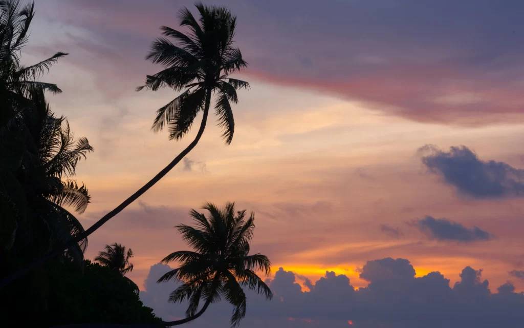 Sunset palm trees sky clouds orange tranquil
