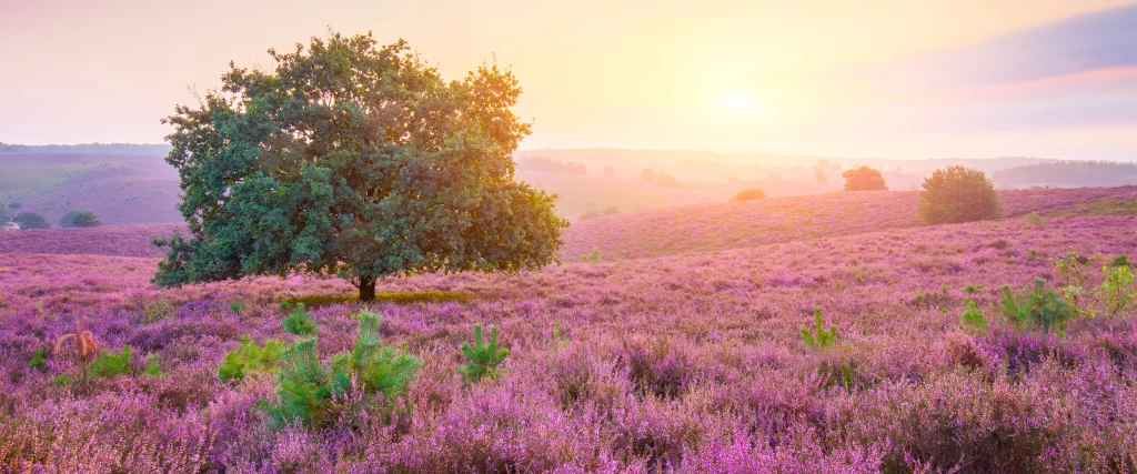 Sunset, tree, purple flowers, landscape, tranquil
