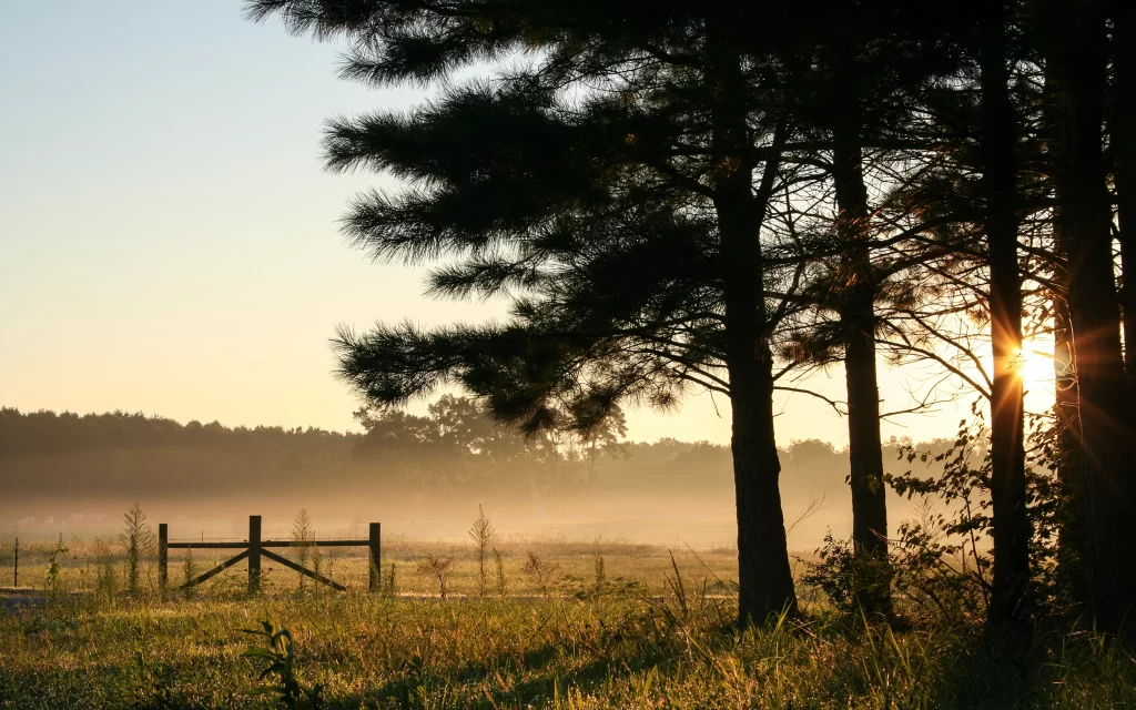 Sunset trees field fence mist tranquility