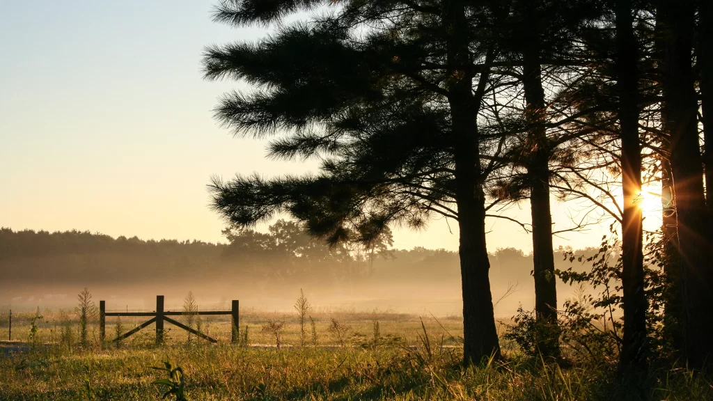 Sunset trees field mist fence tranquility nature landscape
